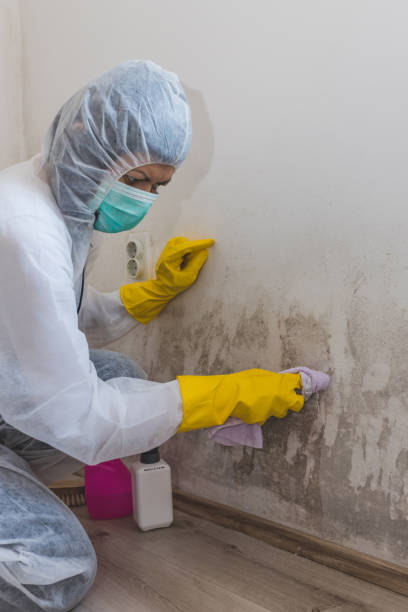 Best Basement Mold Removal  in Walnut, IL